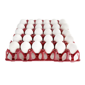 Oeufs L  plein air blancs local plateau de 30pces
